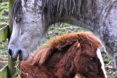 Rosemary's horses