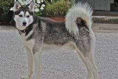A beautiful dog called Skye