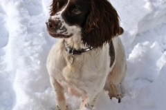 Tweed sitting in snow