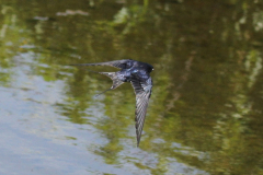 Mainly John's Swallows