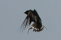Swallow in flight