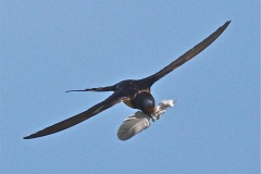 IMG_4806 copy