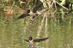 IMG_5476 copy 4