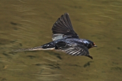 IMG_9993 copy 2