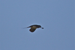 Pipe-smoking swallow