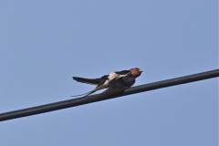 Sunbathing swallow IMG_2390