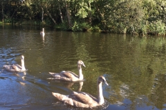 Young swans