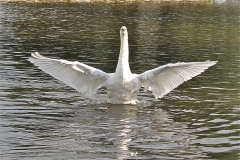 A swan