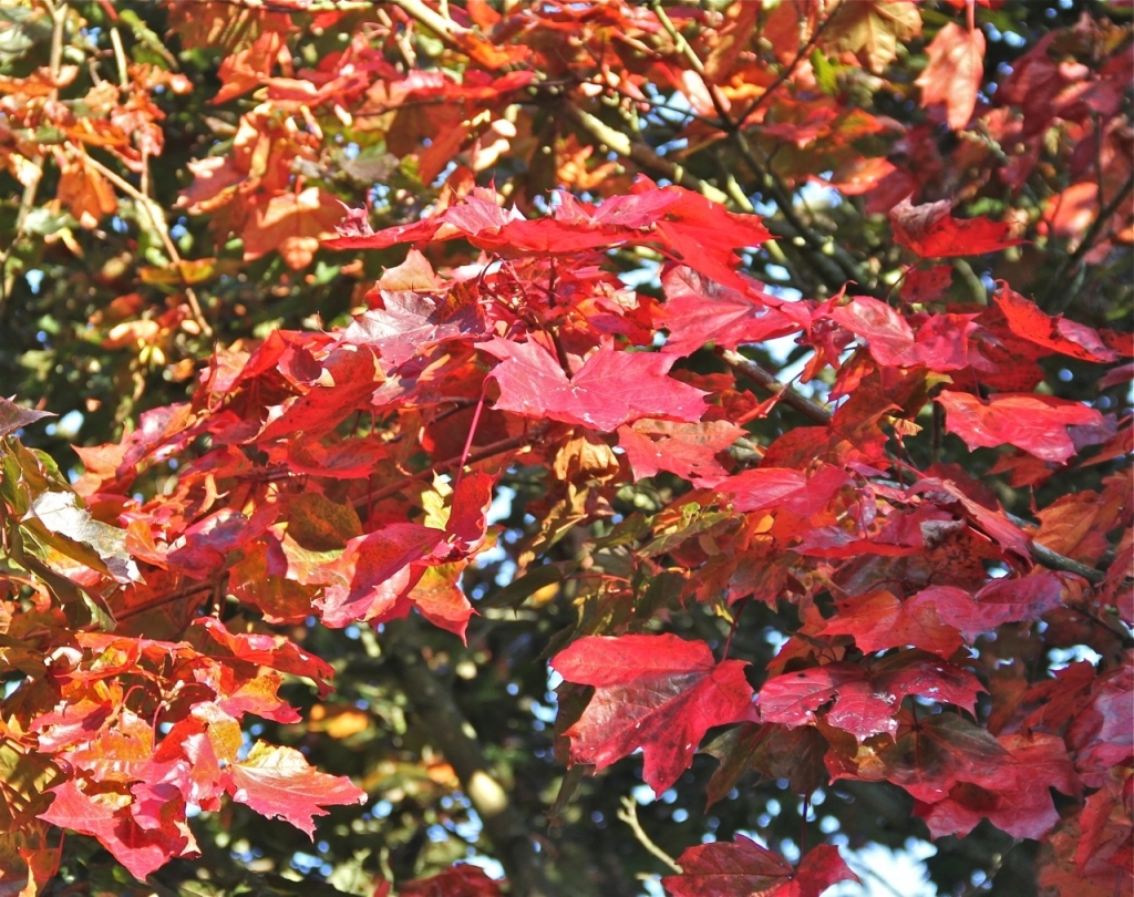 Fiery red autumn leaves in Parwich