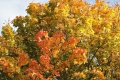 Autumn leaves, Parwich October 2015