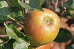 Ripening apples