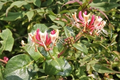 Autumn Honeysuckle