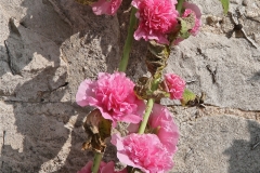Hollyhock against the Peak District limestone