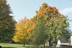 More Autumn Colour - the trees on Parwich Green