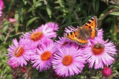Purple Autumn Daisies