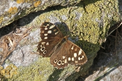 A butterfly on a stone
