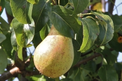 Ripening Pears