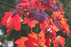 Fiery red autumn leaves in Parwich