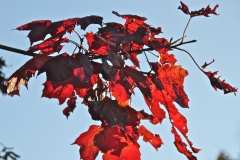 Fiery red autumn leaves in Parwich