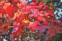 Fiery red autumn leaves in Parwich
