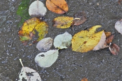 Dead leaves on a pond in Parwich