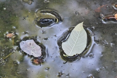 Dead leaves on a pond in Parwich