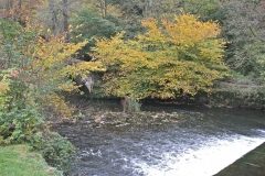 The Manifold River, Ilam Park