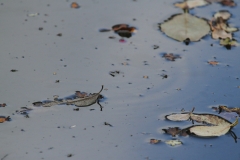 Dead leaves on a pond in Parwich