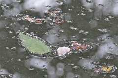 Dead leaves on a pond in Parwich