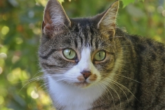 A cat enjoying the autumn sunshine