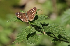 A Beautiful Butterfly