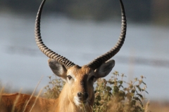 Lechwe by Shiwa Lake