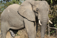 Zambia June 2015