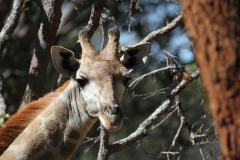 A Giraffe at Lilayi