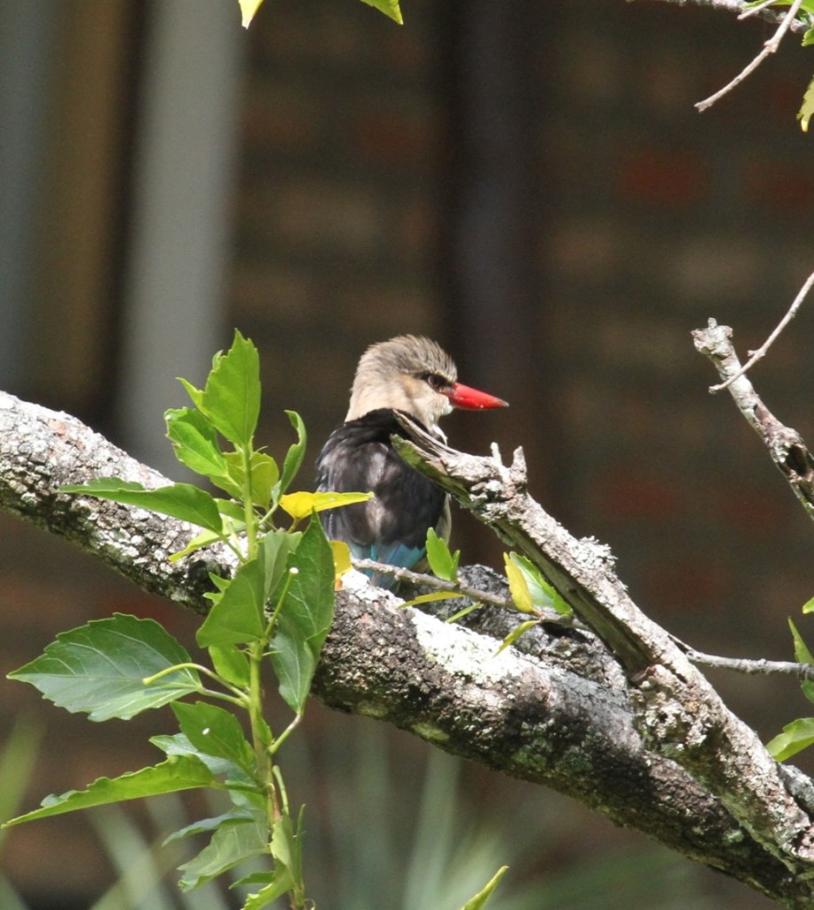 One of the many beautiful birds seen at Shiwa